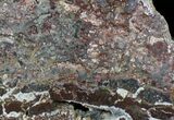 Mawsonia madaginia Plume Stromatolite - Australia #22486-2